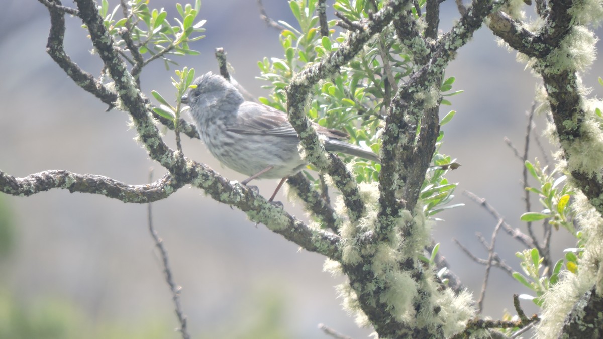 Streaked Tit-Spinetail - ML637464201