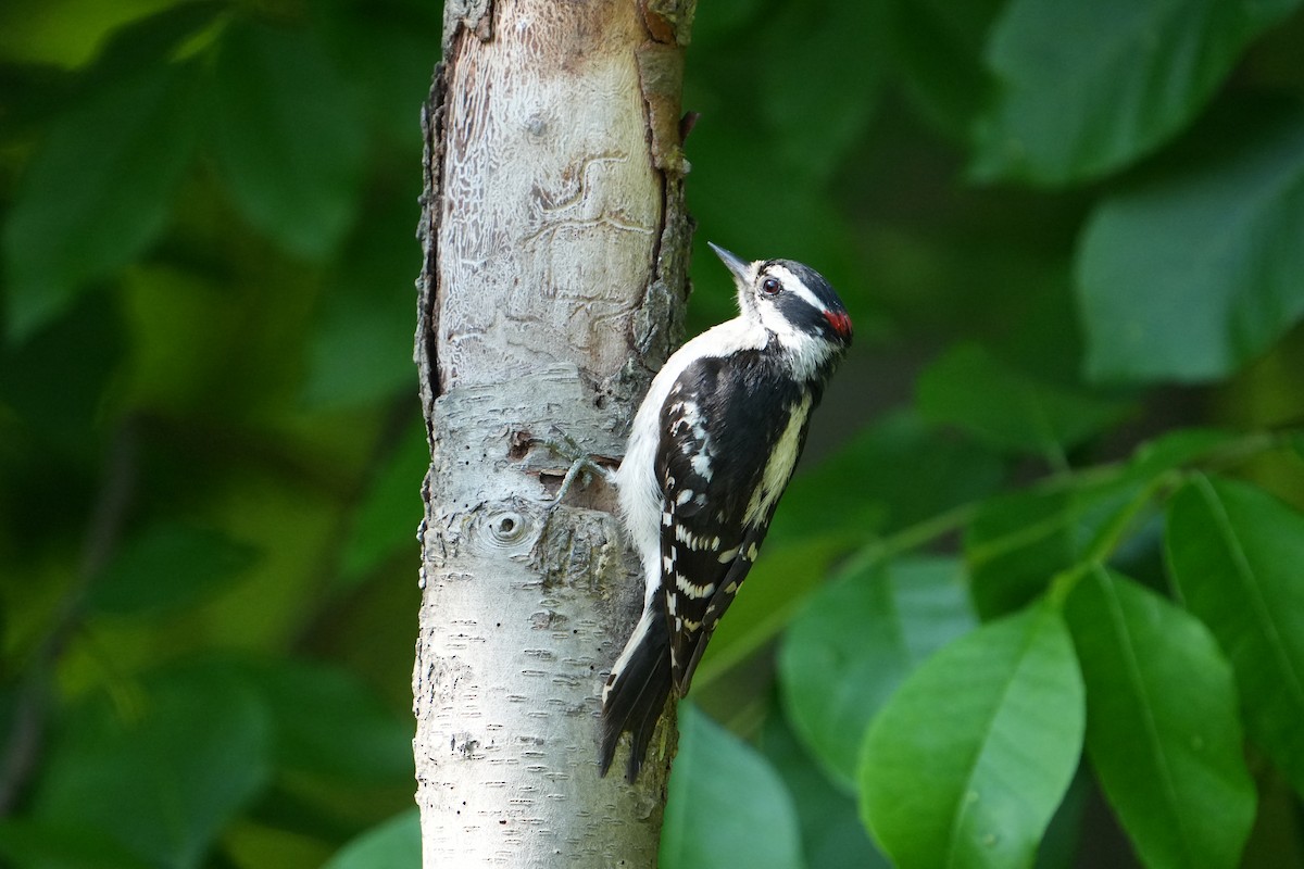Downy Woodpecker - ML637464207