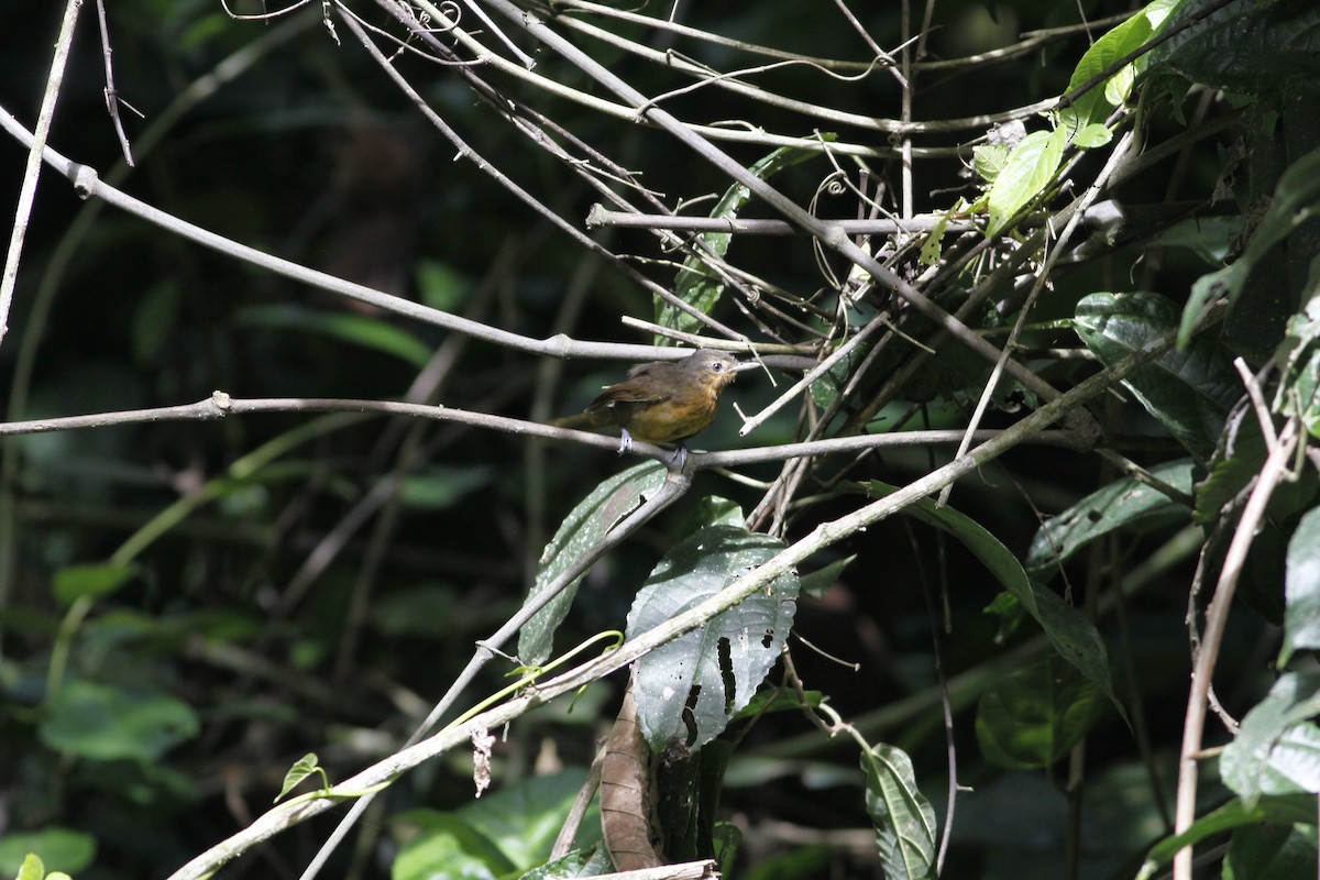 Dusky Antbird - ML637464265