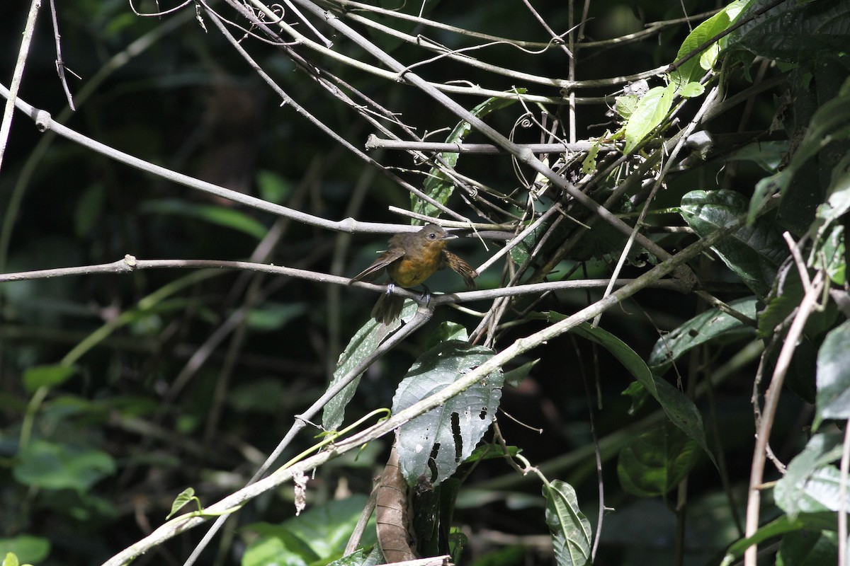 Dusky Antbird - ML637464266