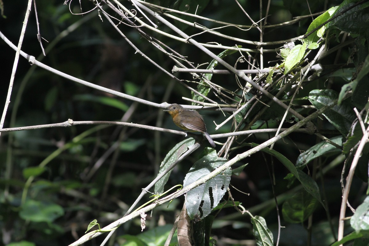 Dusky Antbird - ML637464267