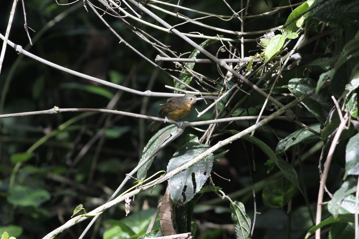 Dusky Antbird - ML637464268