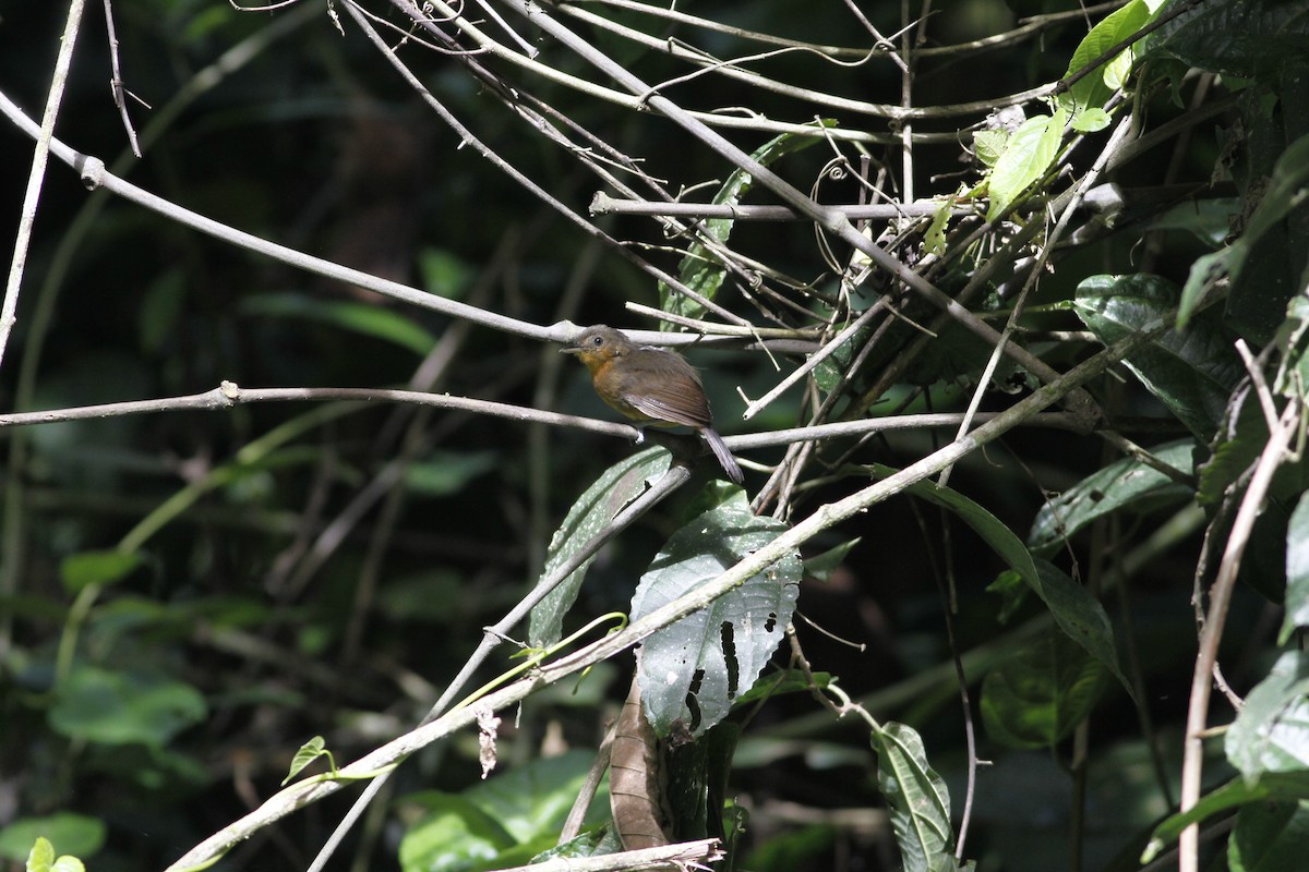 Dusky Antbird - ML637464271