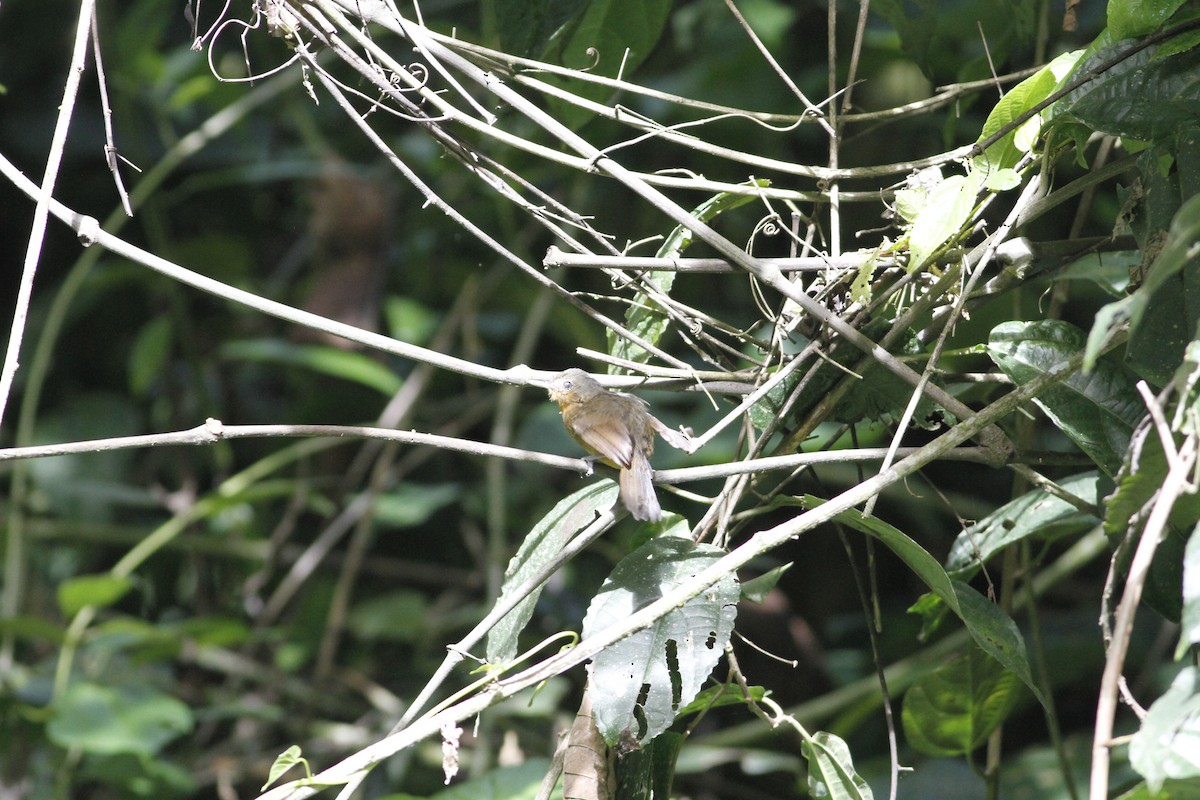 Dusky Antbird - ML637464272