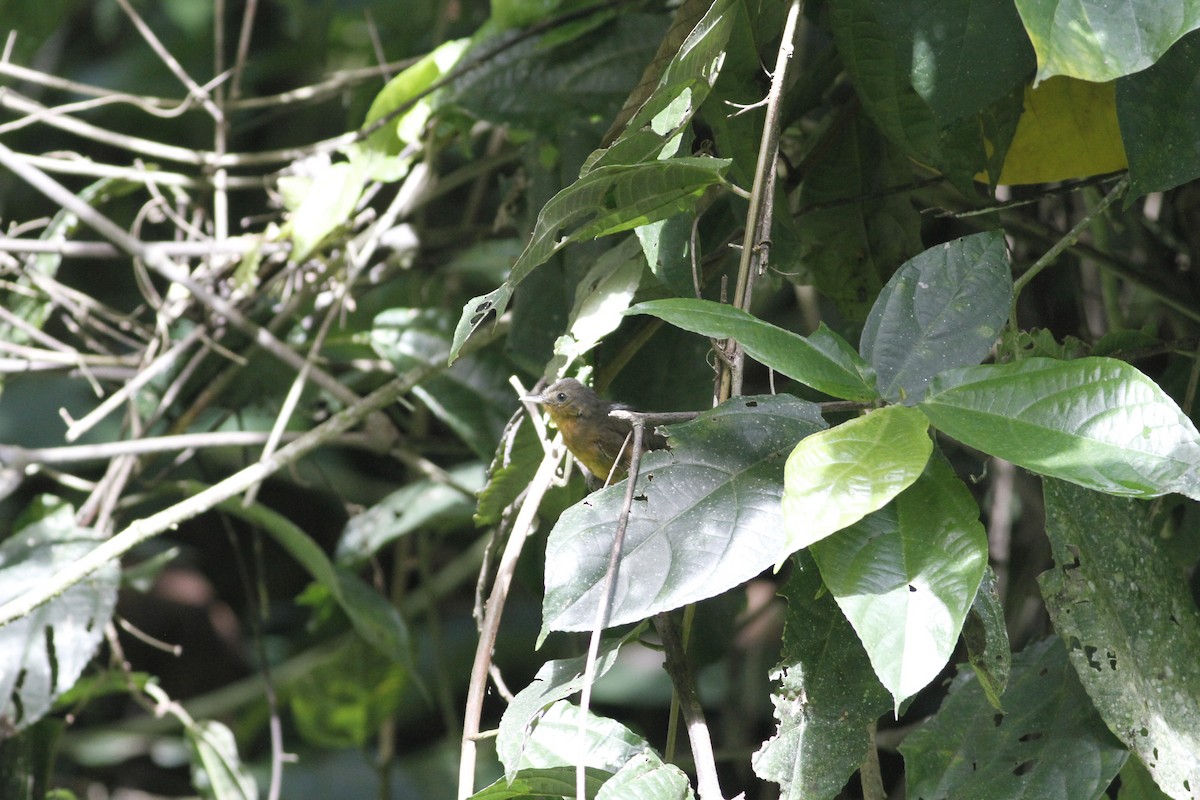 Dusky Antbird - ML637464274
