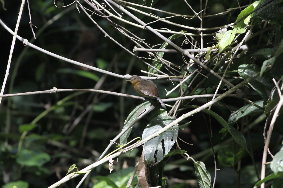 Dusky Antbird - ML637464275