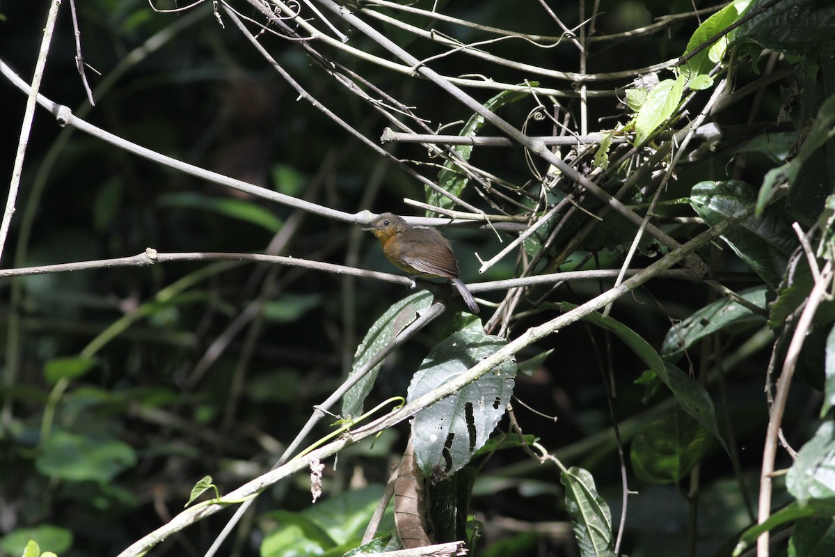 Dusky Antbird - ML637464276