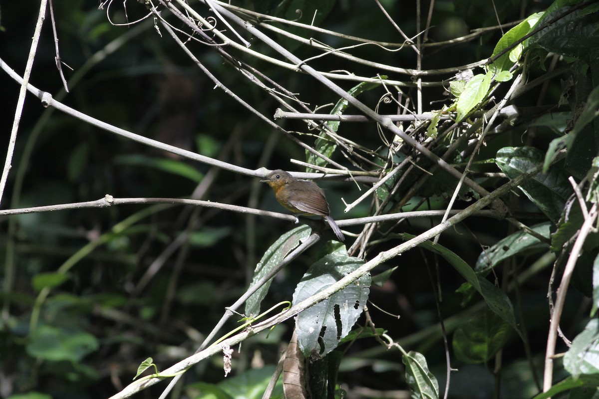 Dusky Antbird - ML637464278