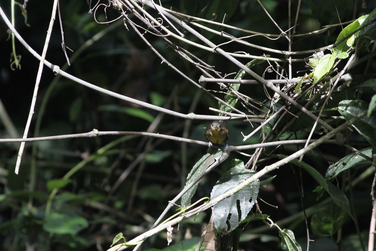 Dusky Antbird - ML637464279