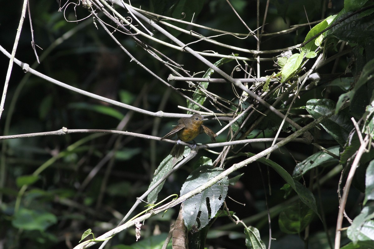 Dusky Antbird - ML637464280