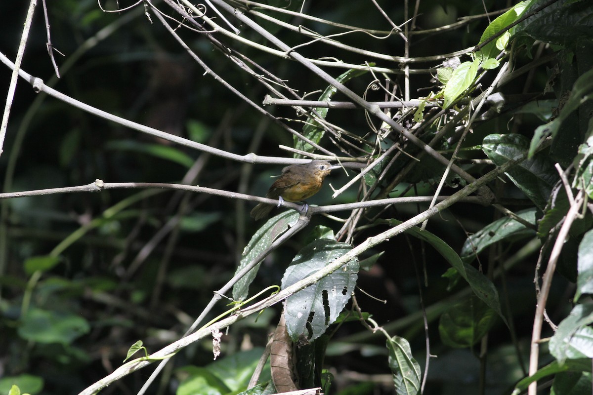 Dusky Antbird - ML637464281