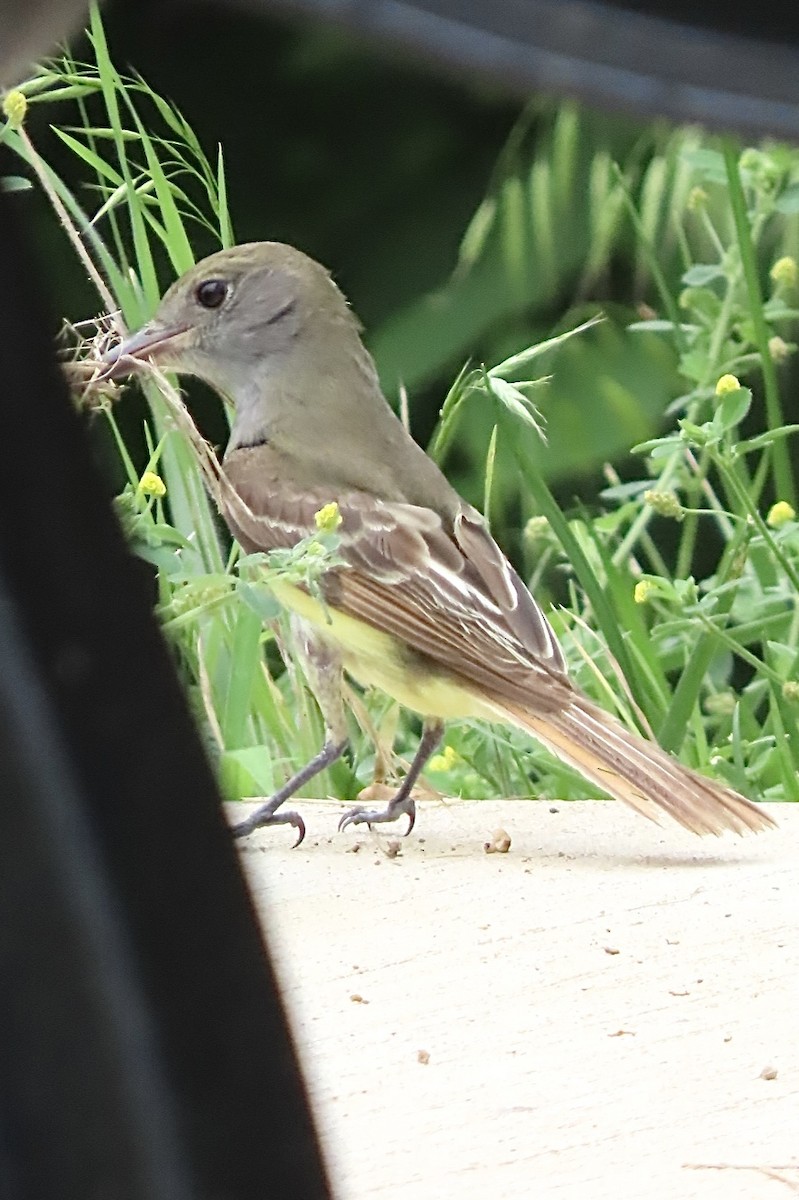 Great Crested Flycatcher - ML637464296