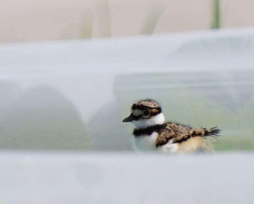 Killdeer - ML637464309