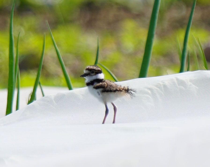 Killdeer - ML637464310