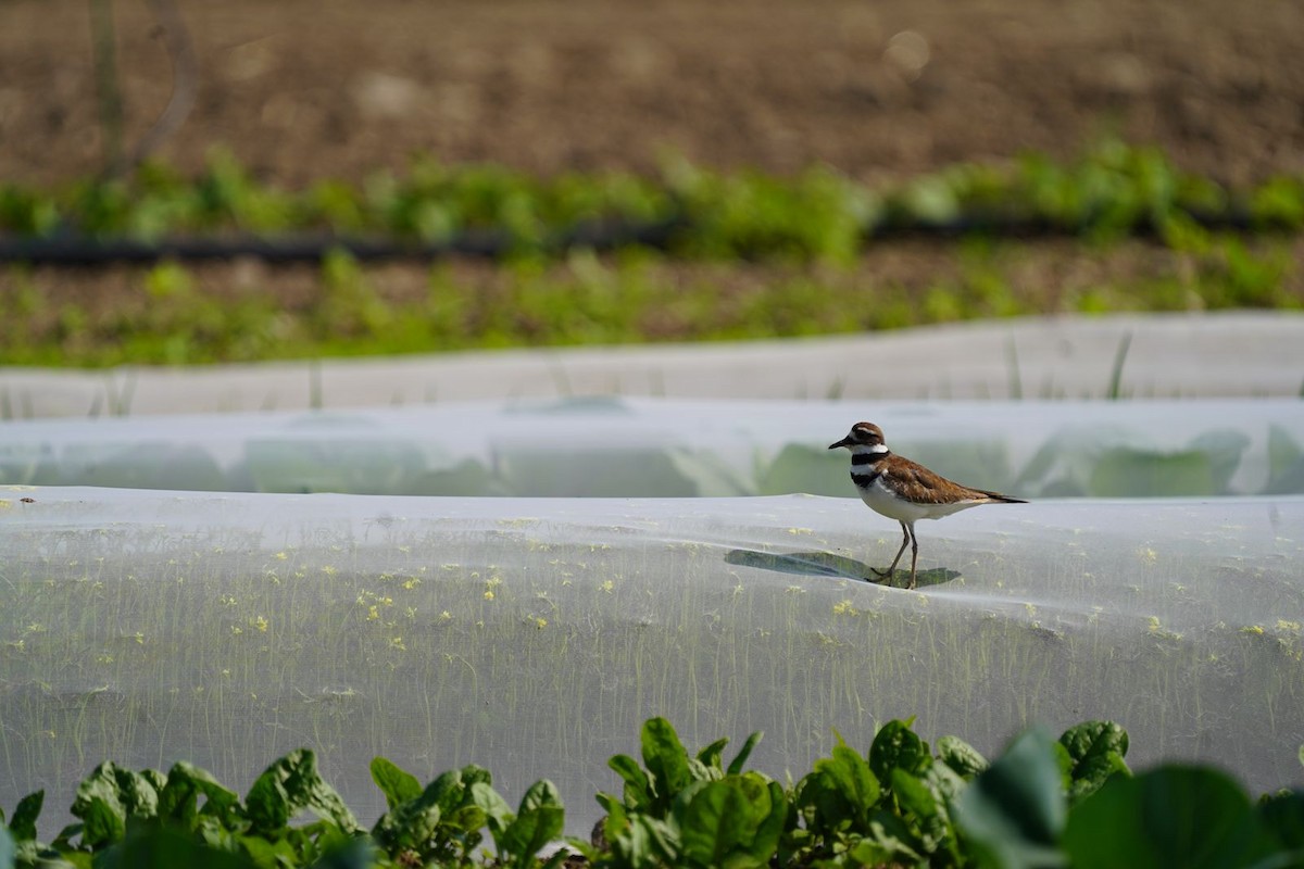 Killdeer - ML637464311