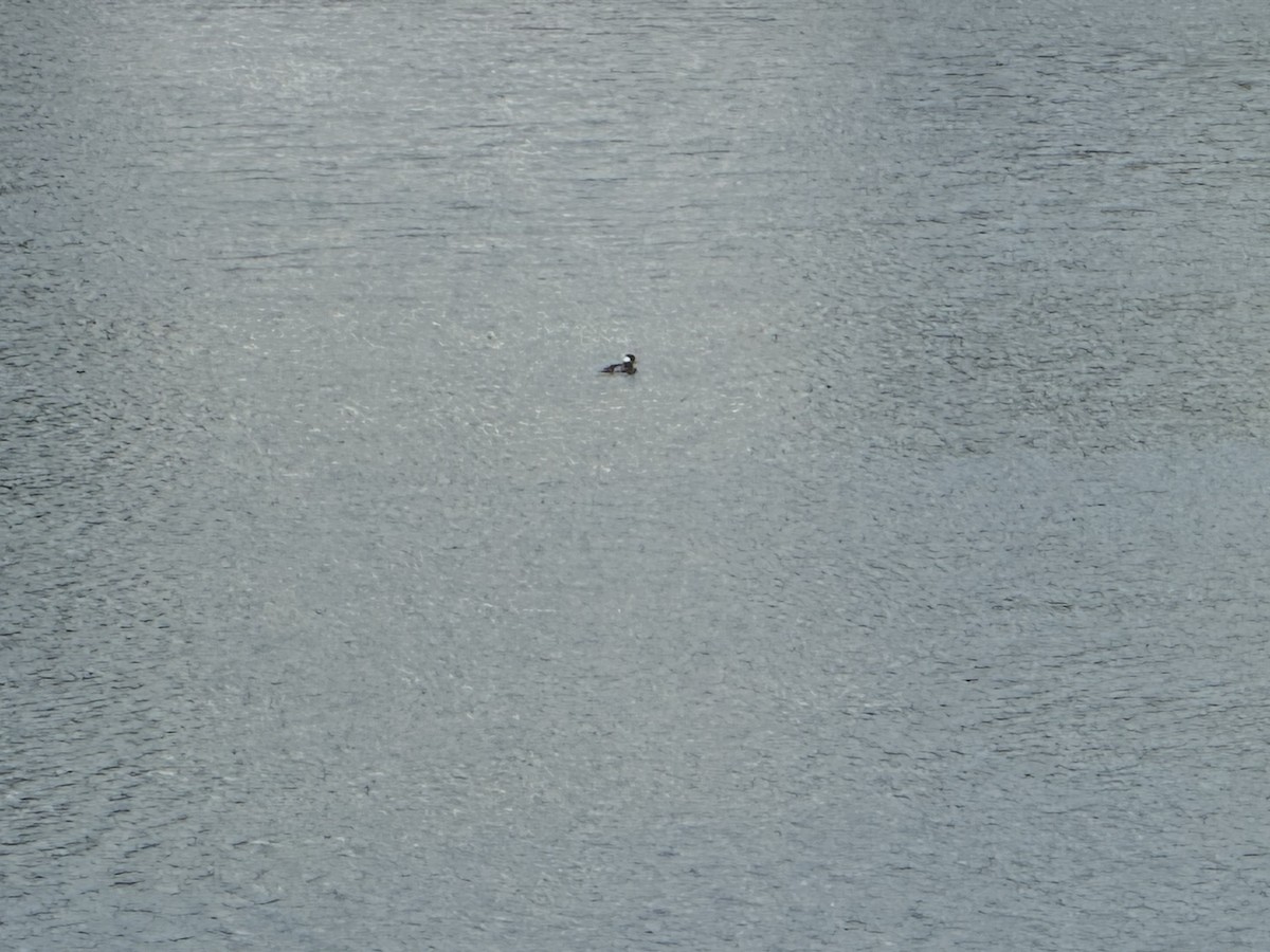 Bufflehead - ML637464344