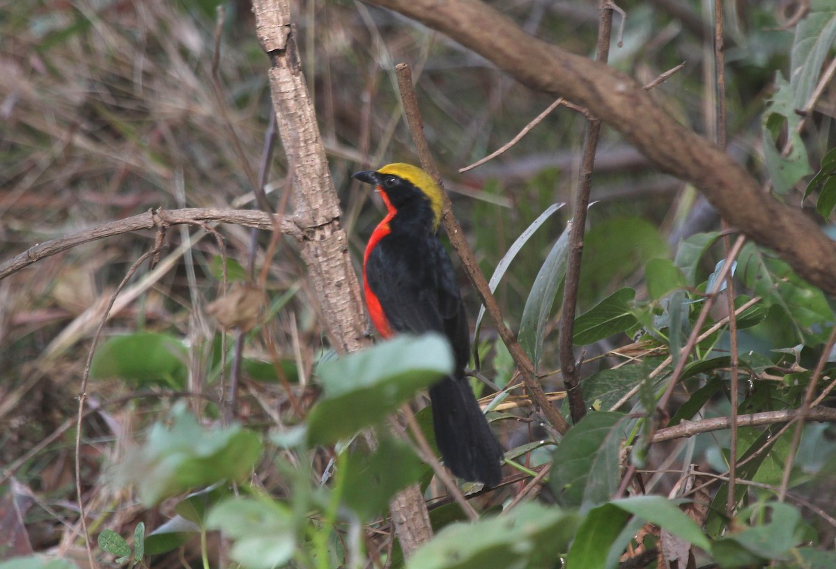 Yellow-crowned Gonolek - ML637464373