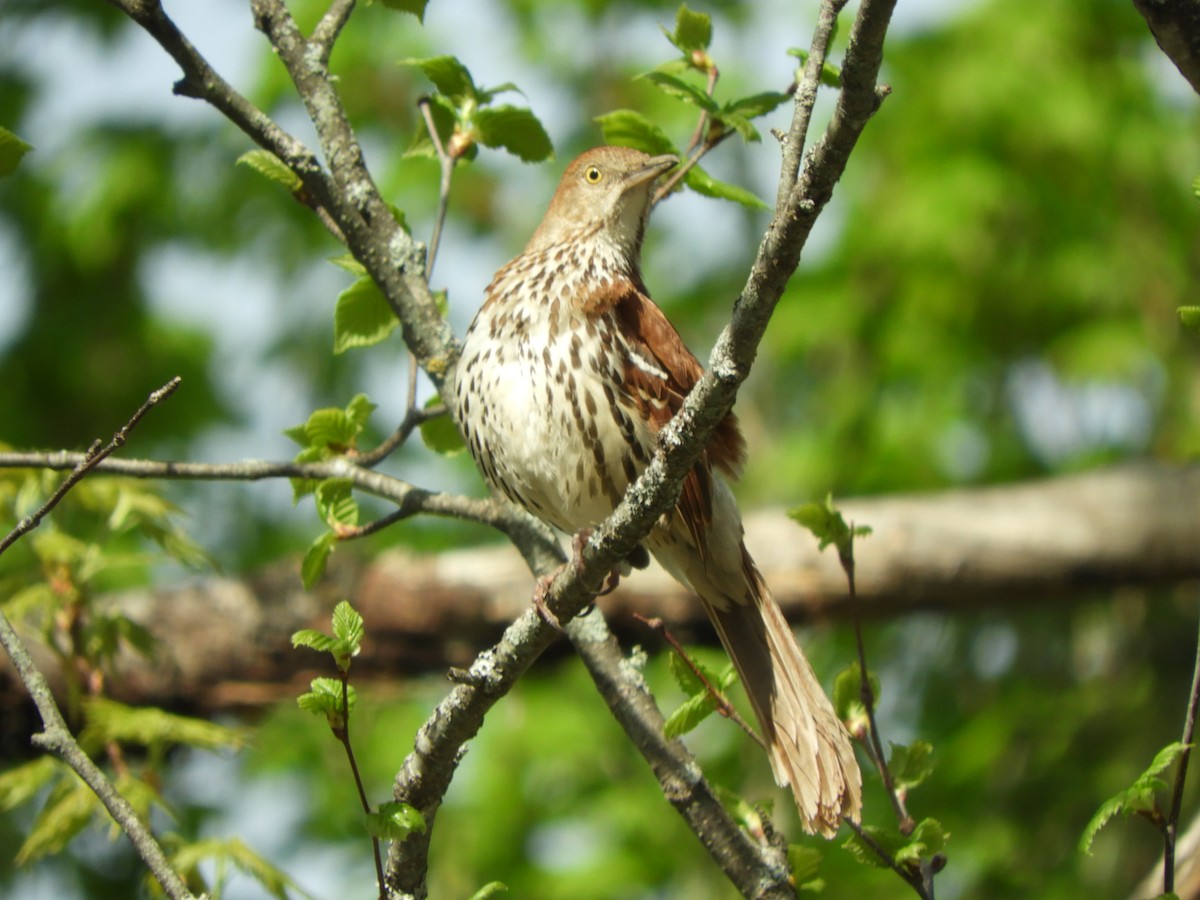 Brown Thrasher - ML637464435