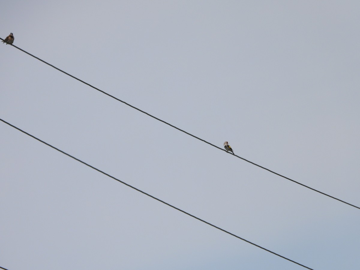 Gray-crowned Goldfinch - ML637464466