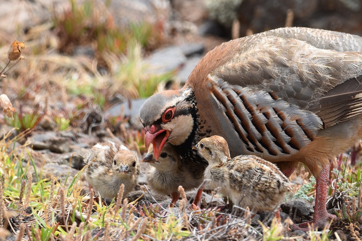 Perdiz Roja - ML637464510