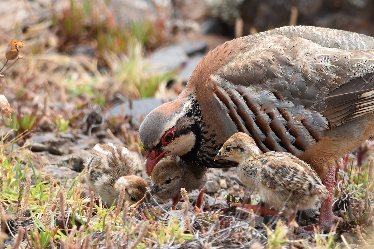 Perdiz Roja - ML637464511