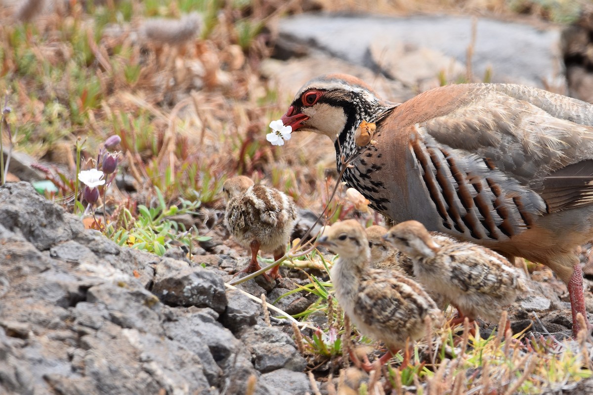 Perdiz Roja - ML637464512