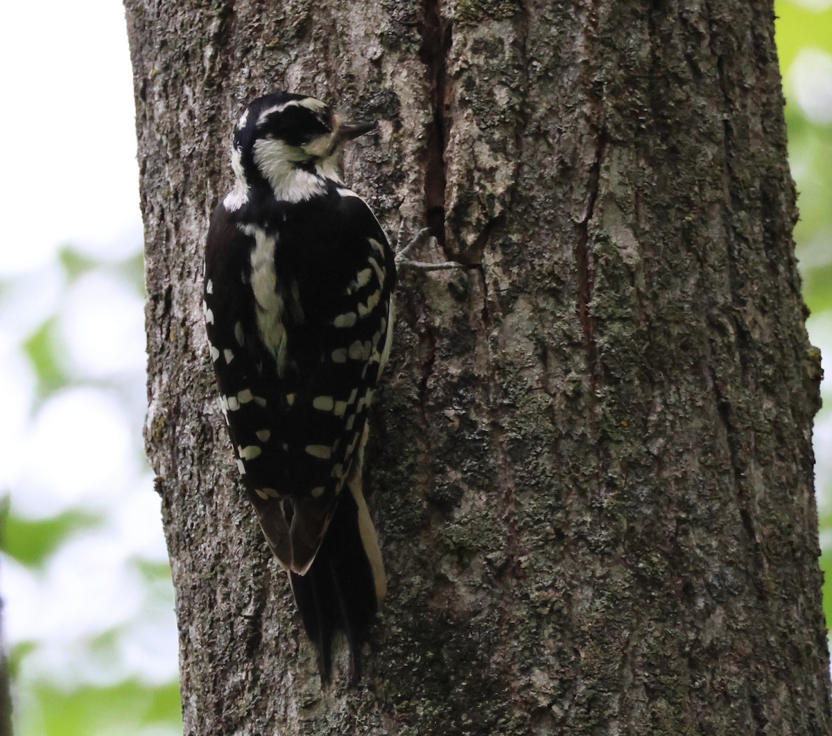 Downy Woodpecker - ML637464520