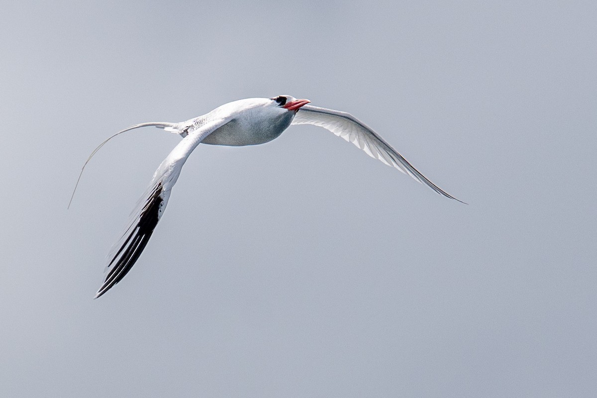 Red-billed Tropicbird - ML637464587