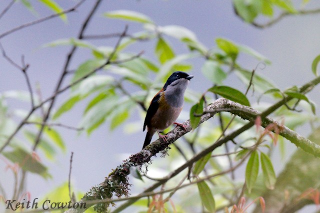 Black-headed Shrike-Babbler - ML637464649