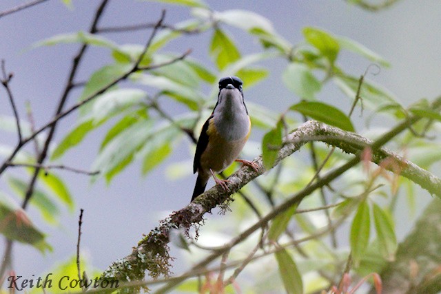 Black-headed Shrike-Babbler - ML637464652