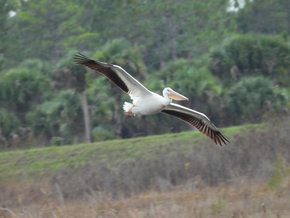American White Pelican - ML637464692