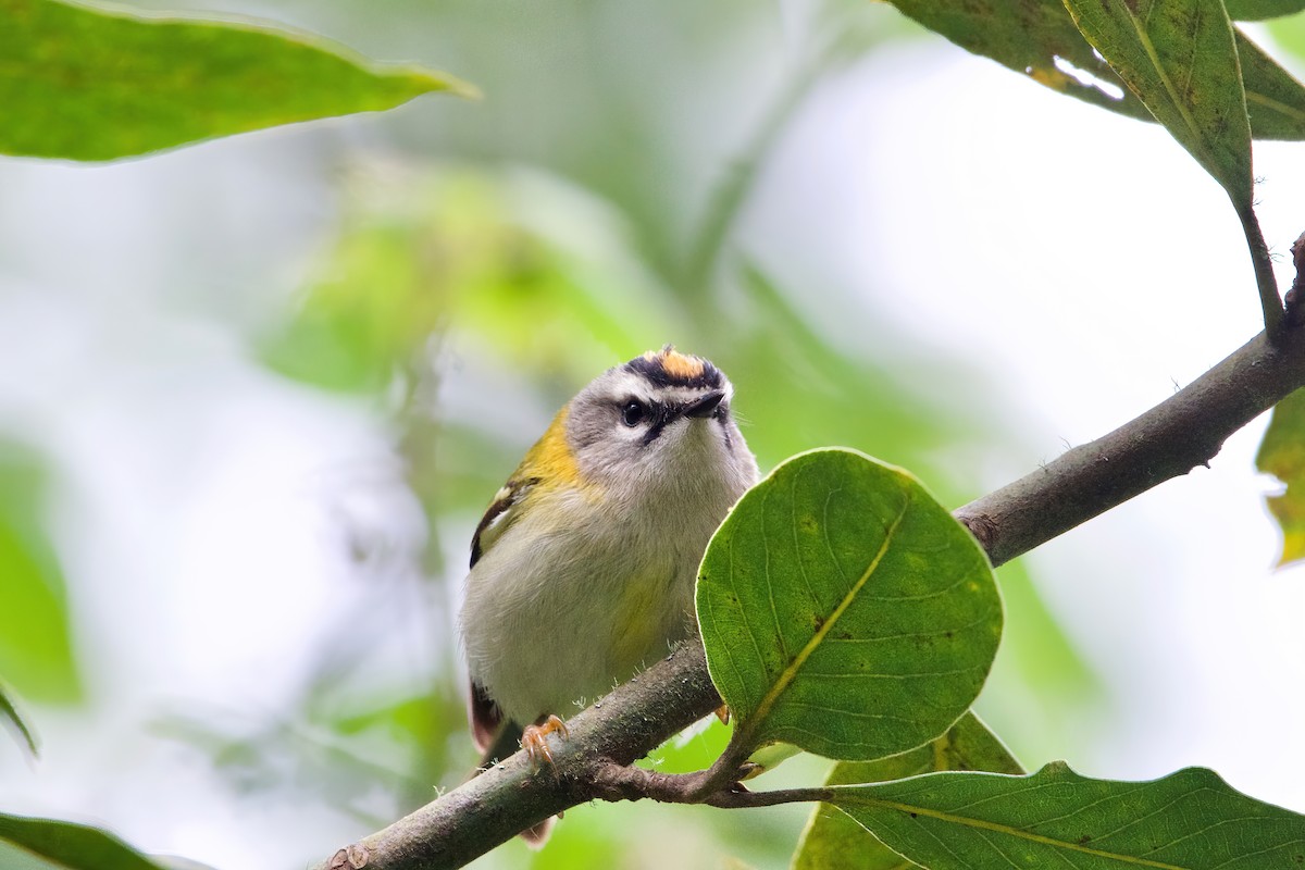 Reyezuelo de Madeira - ML637464709