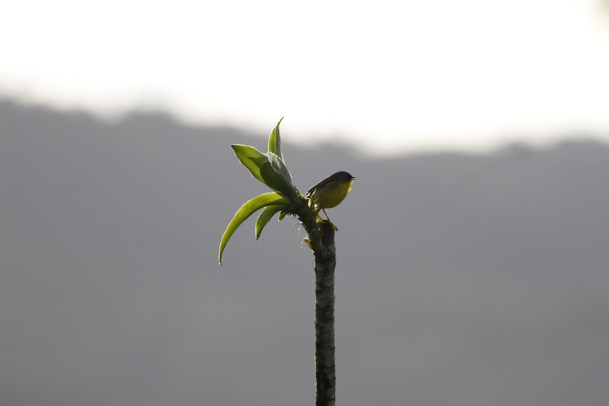 Gray-crowned Yellowthroat - ML637464716