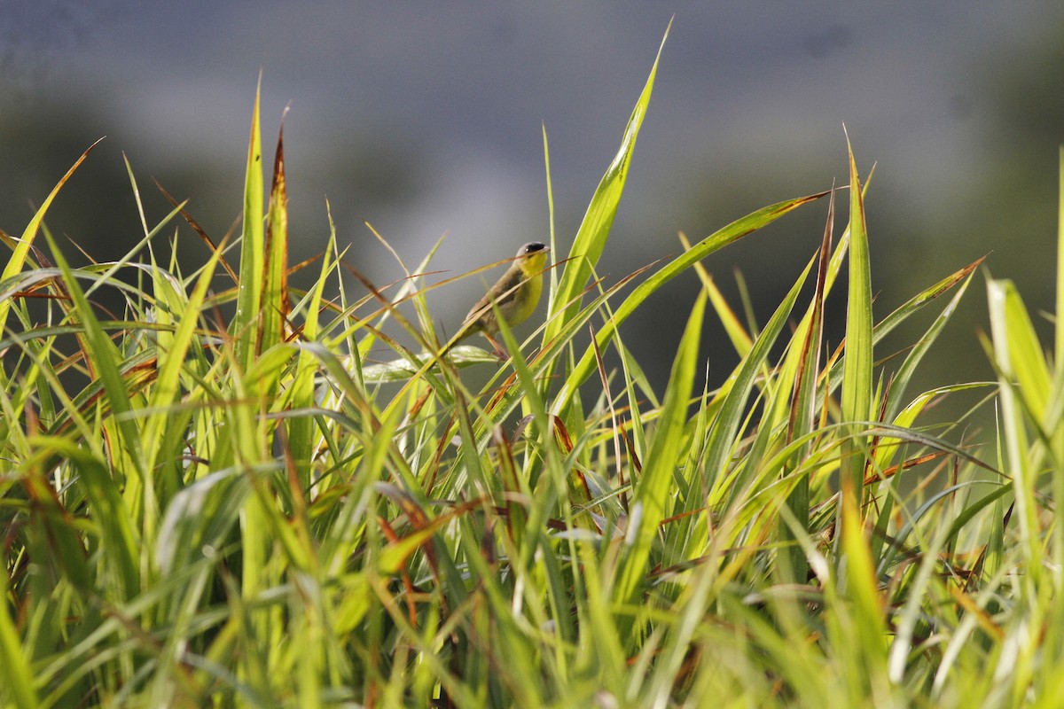 Gray-crowned Yellowthroat - ML637464717