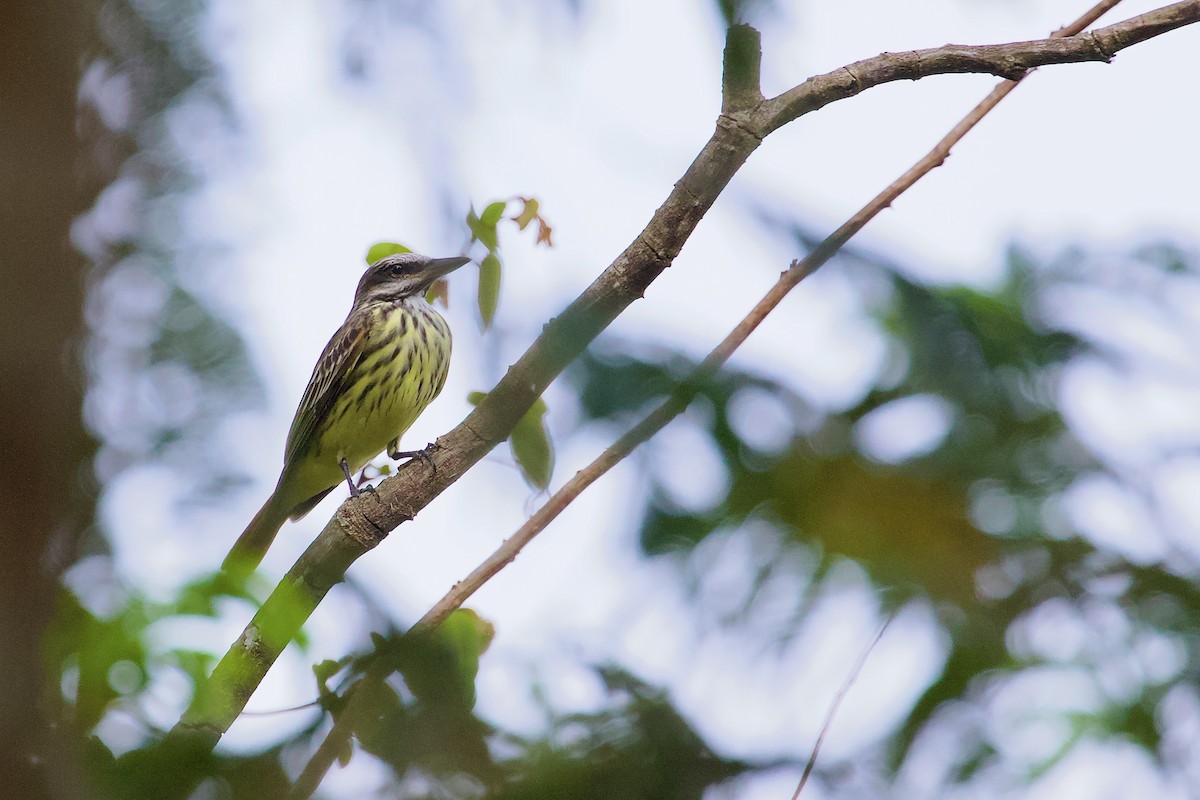 Sulphur-bellied Flycatcher - ML637464726