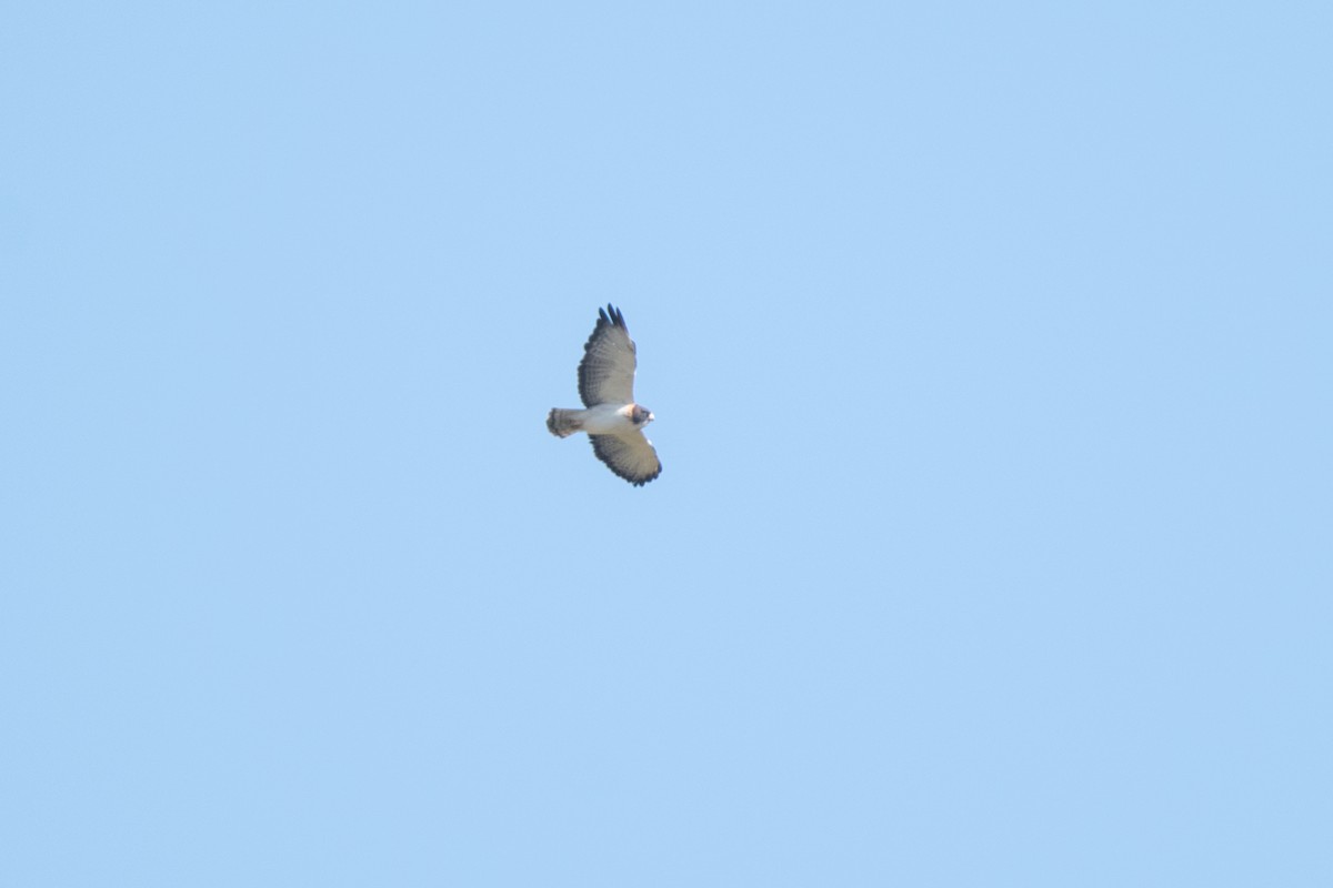 Short-tailed Hawk - ML637464727
