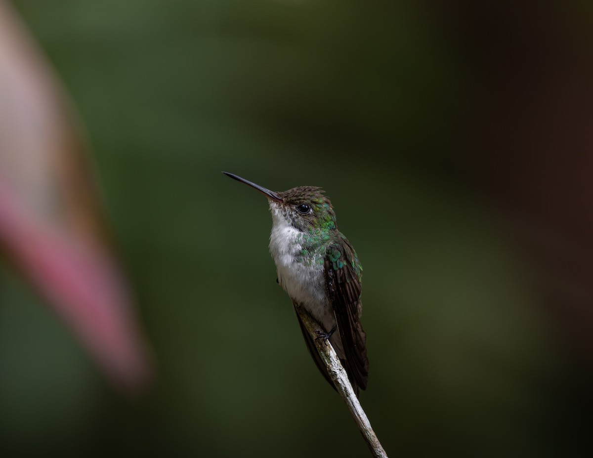 White-bellied Emerald - ML637464772