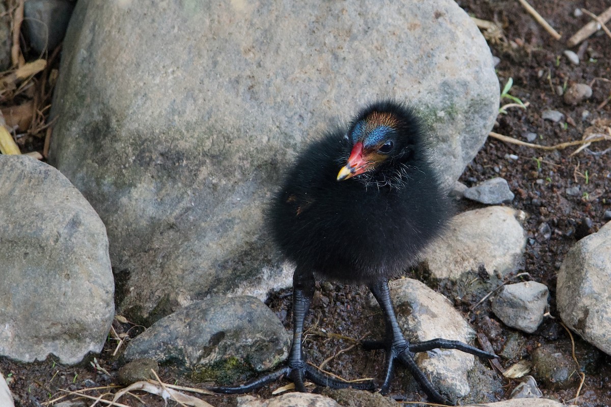 Gallineta Común - ML637464785