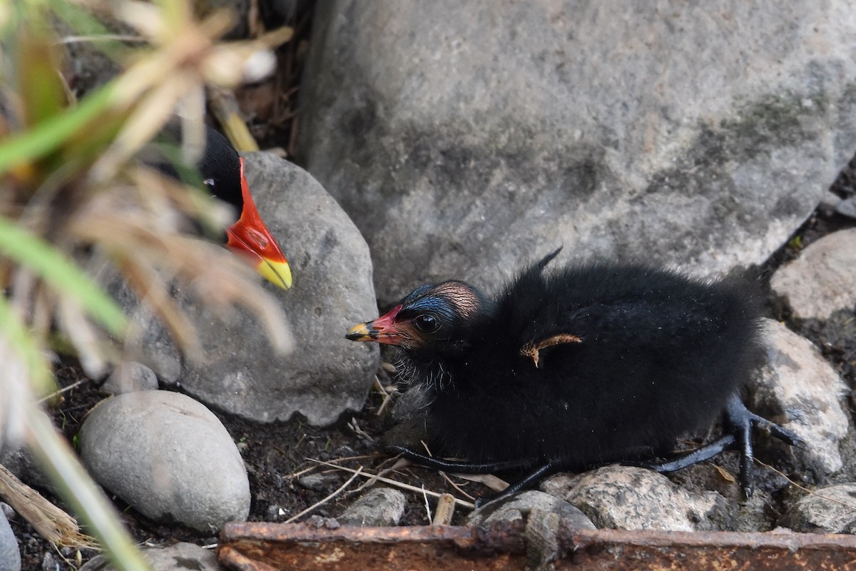 Gallineta Común - ML637464786