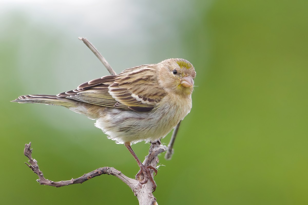 Serín Canario - ML637464790