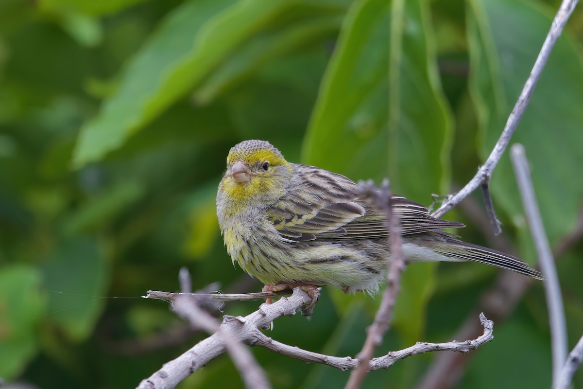 Serín Canario - ML637464791