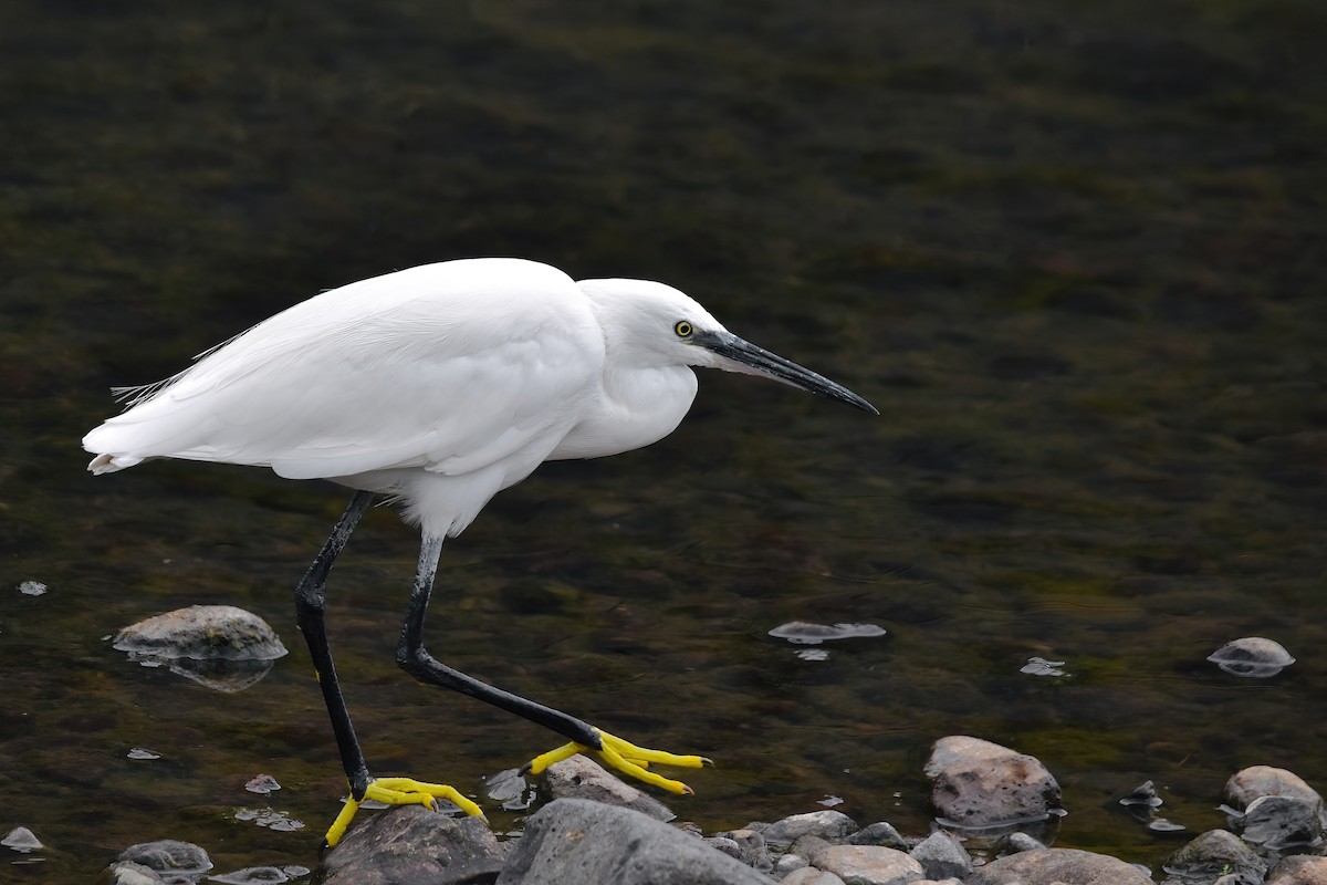 Garceta Común - ML637464794