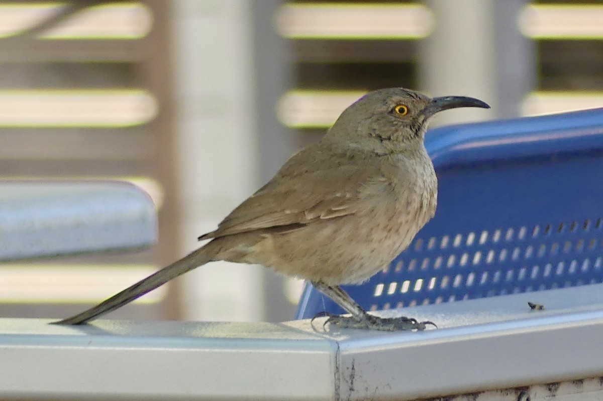 Curve-billed Thrasher - ML637464797