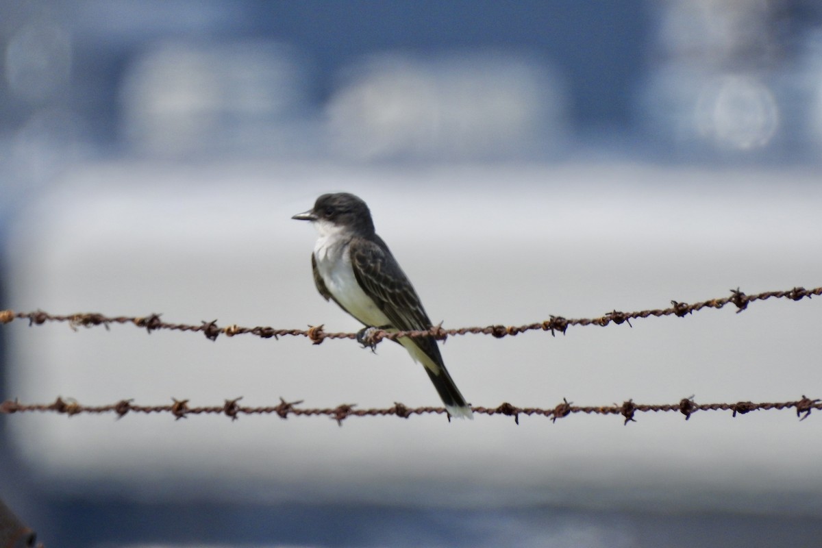 Eastern Kingbird - ML637464810