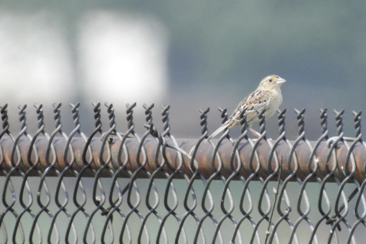 Grasshopper Sparrow - ML637464828