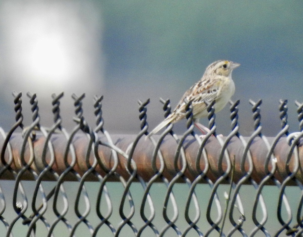 Grasshopper Sparrow - ML637464829