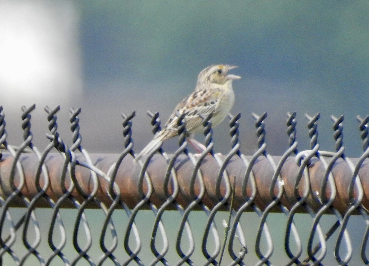 Grasshopper Sparrow - ML637464830