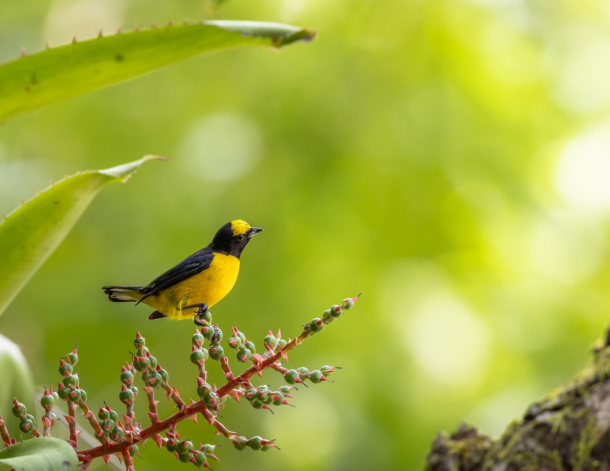 Scrub Euphonia - ML637464843