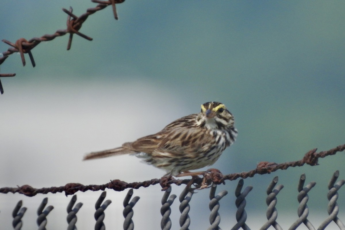 Savannah Sparrow - ML637464864