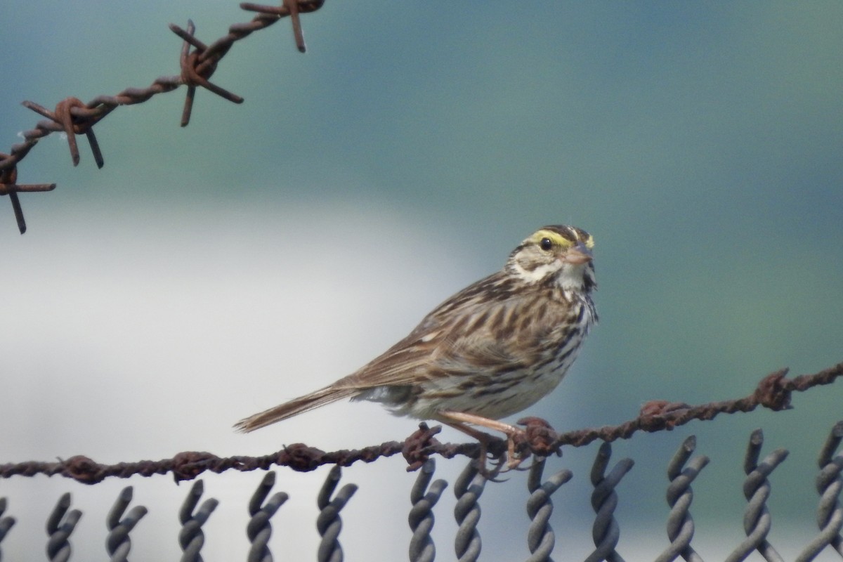 Savannah Sparrow - ML637464865
